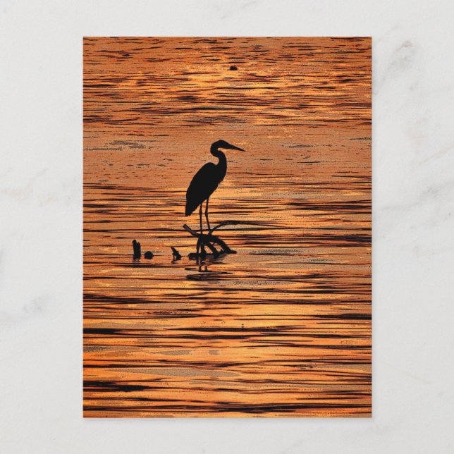 Postal Heron al atardecer (Anverso)