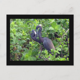 Postal Heron Couple Postcard