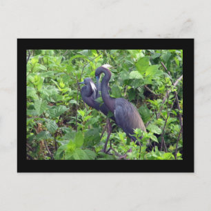 Postal Heron Couple Postcard