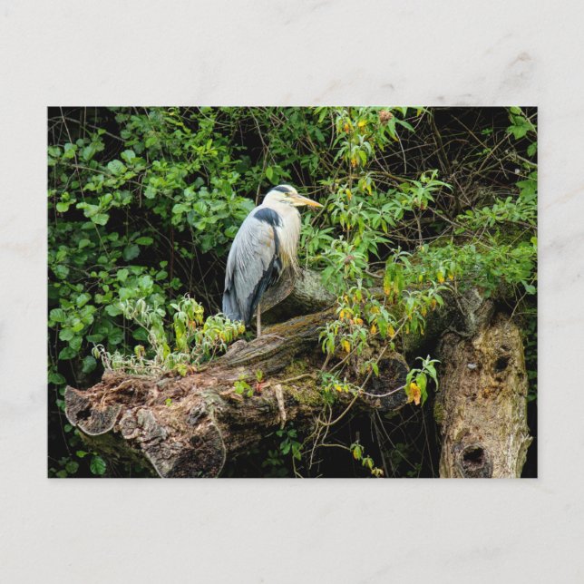 Postal Heron. Lago Roath Park, Cardiff, Gales (Anverso)