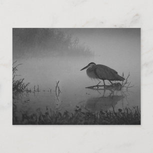 Postal Heron Morning Postcard