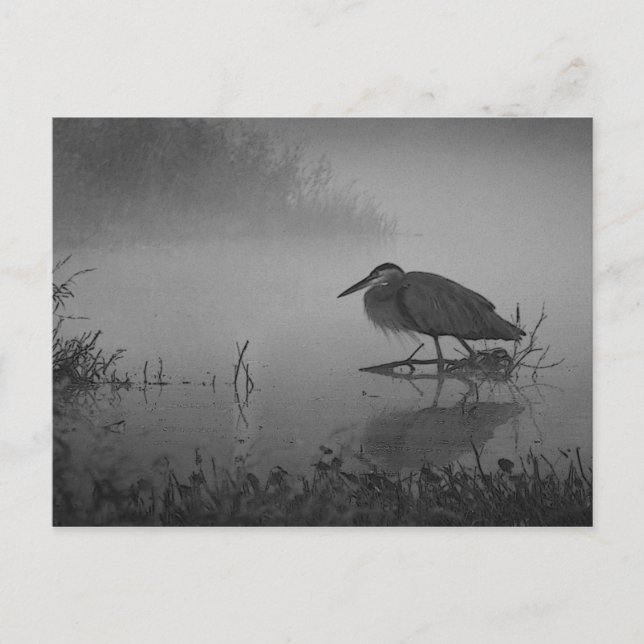 Postal Heron Morning Postcard (Anverso)