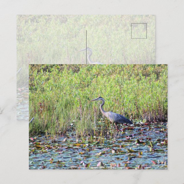 Postal Heron P640 (Anverso / Reverso)