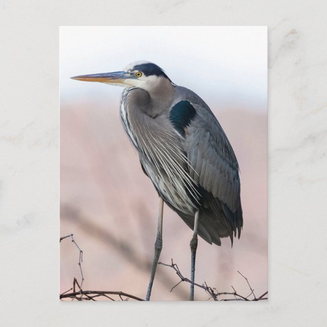 Postal Heron Postcard (Anverso)