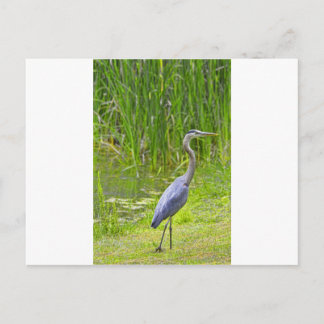Postal Heron Walk