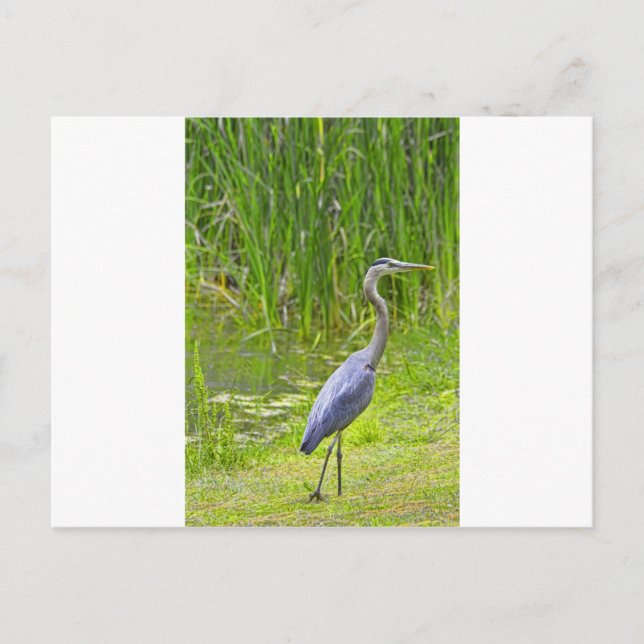Postal Heron Walk (Anverso)