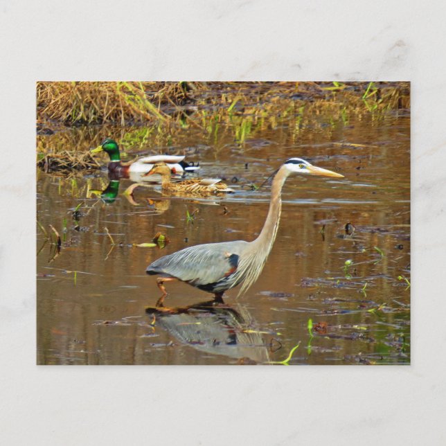 Postal Heron y Mallards (Anverso)
