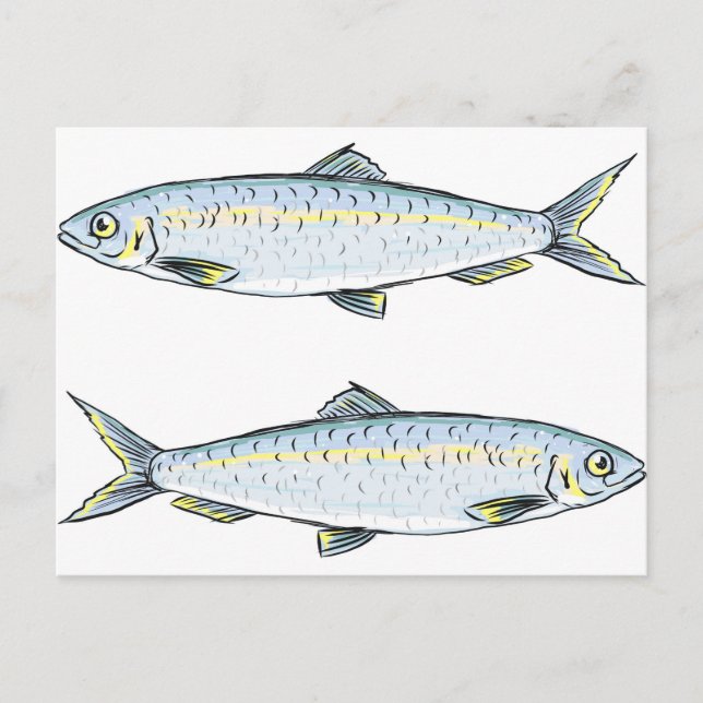 Postal Herring Fish Sketch (Anverso)