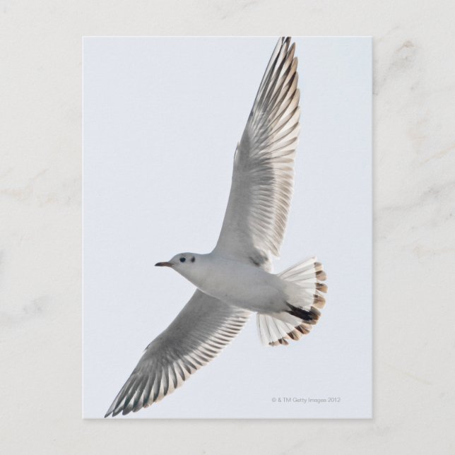 Postal Herring Gull volando (Anverso)