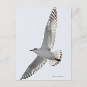 Postal Herring Gull volando