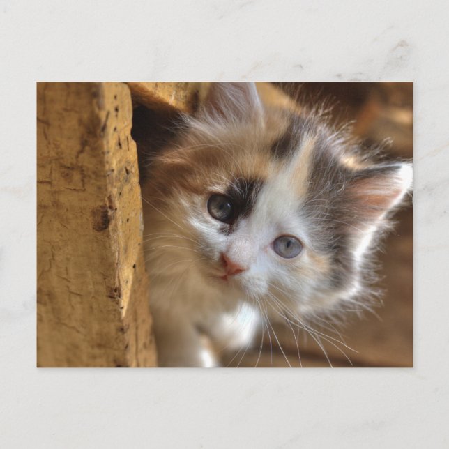 Postal Heterochromia Calico Kitten (Anverso)