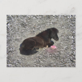 Postal hety Shetland Pony Mini Mascotas de animales de ca