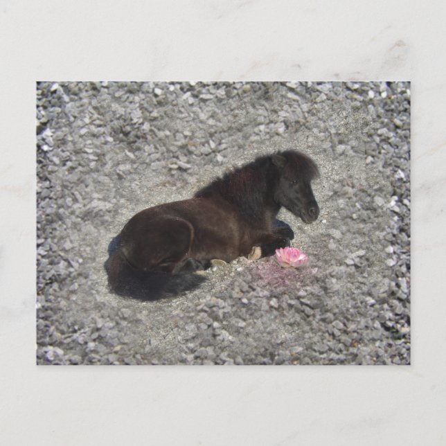 Postal hety Shetland Pony Mini Mascotas de animales de ca (Anverso)