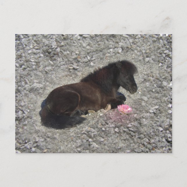 Postal hety Shetland Pony Mini Mascotas de animales de ca (Anverso)