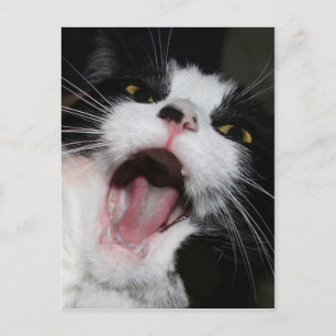 Postal ¡¡¡Hey, estoy HABLANDO CONTIGO!!! Crazy Cat