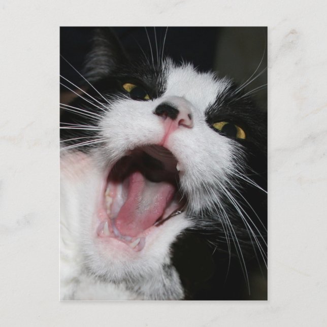 Postal ¡¡¡Hey, estoy HABLANDO CONTIGO!!! Crazy Cat (Anverso)