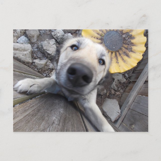Postal Hi There Doggy Postcard (Anverso)