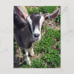 Postal Hi There Goat