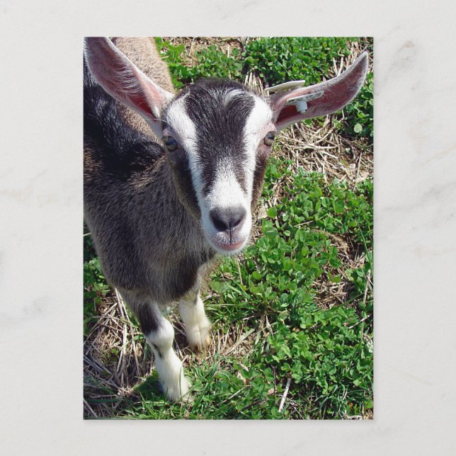 Postal Hi There Goat (Anverso)