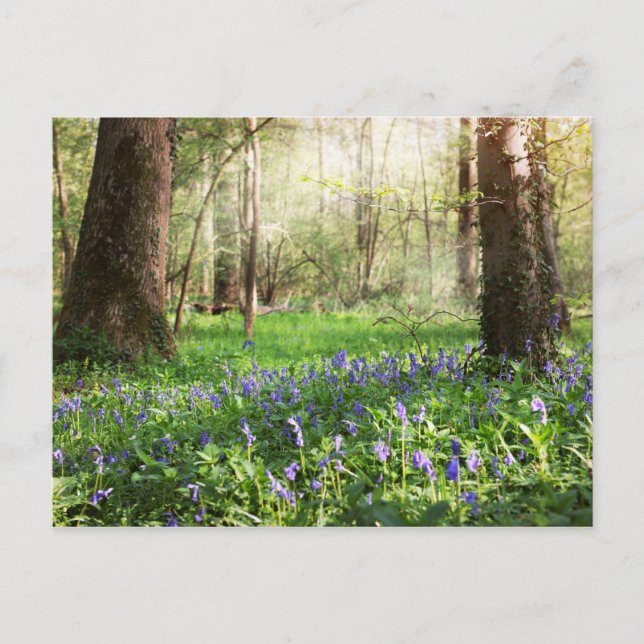 Postal Híacinos silvestres en el bosque de Ghlin en Bélgi (Anverso)
