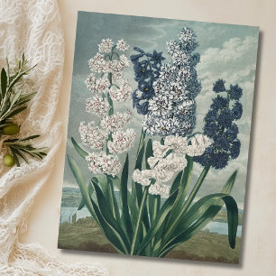 Postal Hiacintos (1807) - Exquisito vino