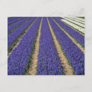 Postal Hiacintos azules amarillos cerca de Lisse, flores