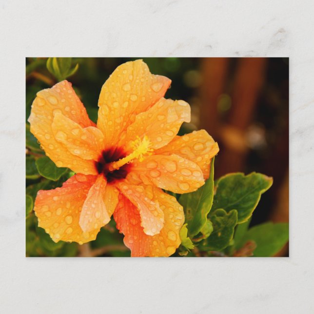 Postal Hibisco (Anverso)