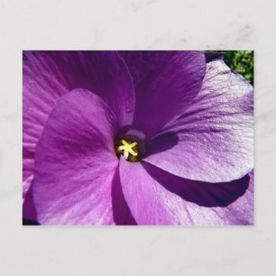 Postal hibisco 13