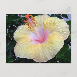 Postal hibisco 16