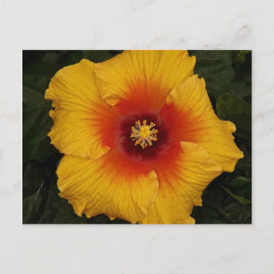 Postal hibisco 18
