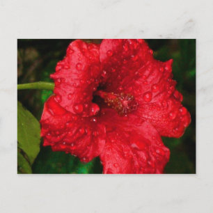 Postal hibisco 22