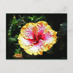 Postal hibisco 24