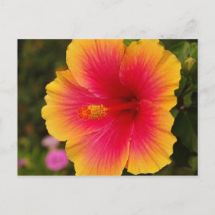 Postal hibisco 3