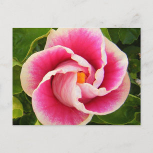 Postal hibisco 30