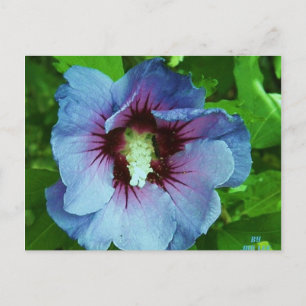 Postal hibisco 4