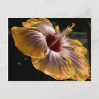 hibisco 6