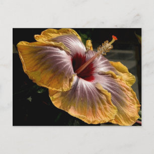 Postal hibisco 6