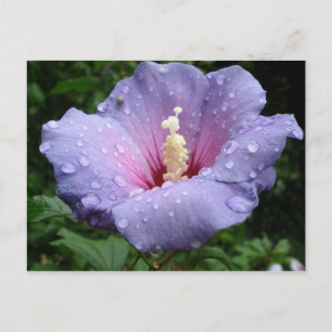 Postal hibisco 8