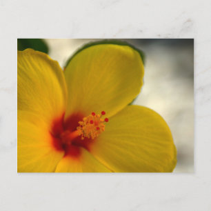 Postal Hibisco Amarillo