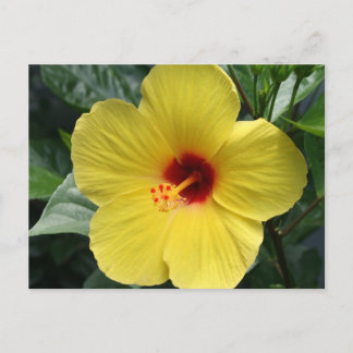 Postal Hibisco amarillo