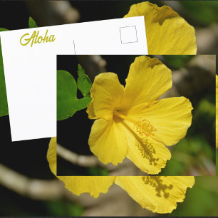 Postal Hibisco Amarillo Hawaiano Fotográfico Botánico