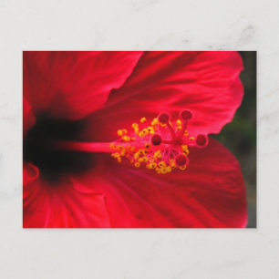 Postal Hibisco rojo