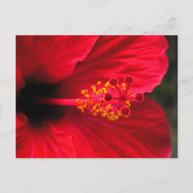 Postal Hibisco rojo (Anverso)