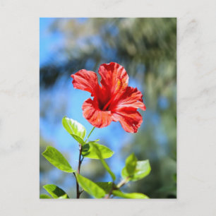 Postal Hibisco Rojo