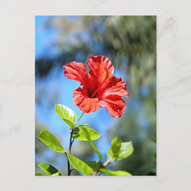 Postal Hibisco Rojo (Anverso)