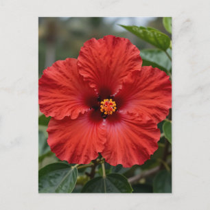 Postal Hibisco Tropical Rojo Vibrante Floración