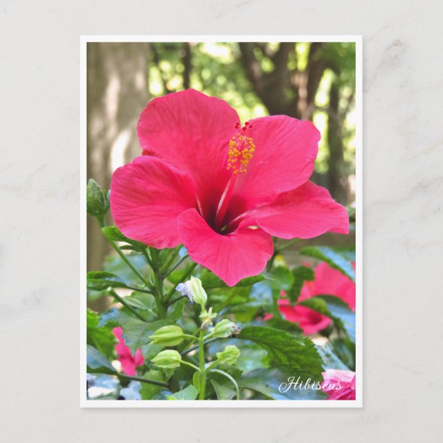 Postal Hibiscus (Anverso)