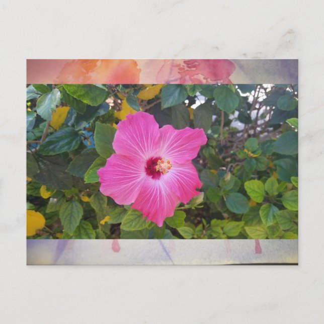 Postal Hibiscus (Anverso)