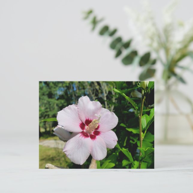 Postal Hibiscus (Anverso de pie)