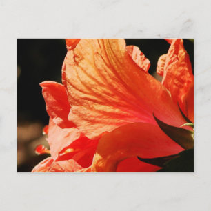 POSTAL HIBISCUS